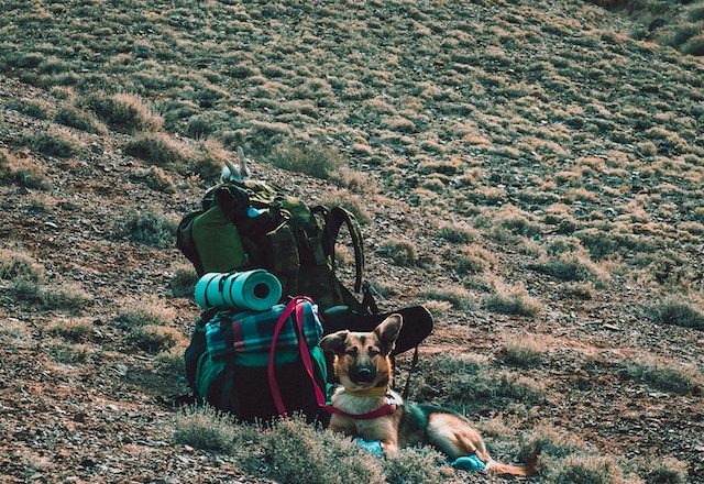 Hund på camping